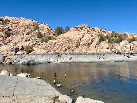 Geese swimming in waters near shoreline at Watson Lake, Prescott, AZ
