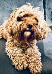 Golden coloured Cavapoo dog laid on sofa looking lovingly at the camera