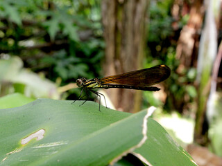 Dragonflies belong to the order Odonata, suborder Zygoptera, and family Calopterygidae.