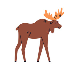 Moose walking. Large wild elk, forest mammal with broad horns, antlers. Cute big herbivore animal, side view, profile. American wildlife, fauna. Flat vector illustration isolated on white background