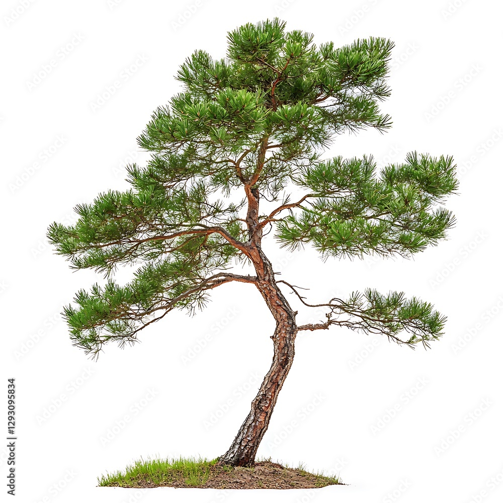 Aufkleber a pine tree isolated on white background with clipping path