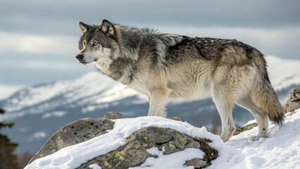 Fototapeta premium a grey wolf standing on a snow-covered rock with a majestic mountain range in the backdrop. The wolf is alert, its gaze focused, with fur shimmering in the cold air. 