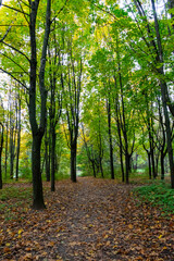 Autumn trail in a serene forest with colorful leaves and trees