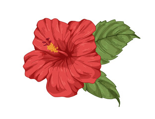 Hibiscus flower. Exotic floral blossom, bud with delicate petals, leaves. Tropical blooming plant in realistic style. Spring botanical hand-drawn vector illustration isolated on white background © Good Studio