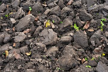 Soil preparation with patches of greenery in a farm field