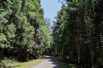 나무사이로 지나가는 풍경 제주 서귀포시 남원읍 한남리 한남시험림 