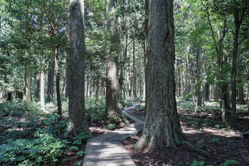 나무사이로 지나가는 풍경 제주 서귀포시 남원읍 한남리 한남시험림