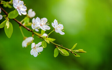 Cherry blossom branch in the garden in spring
