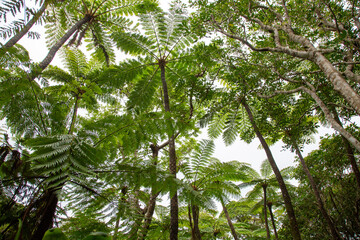 奄美大島の森, ヒカゲヘゴの森、世界自然遺産の森, 自然, 