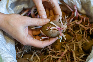 Hands holding sprouted potato in a bag during planting preparation