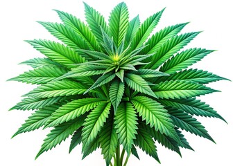 Isolated Cannabis Plant on White Background - High-Resolution Stock Photo
