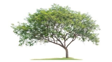 Obraz premium tree