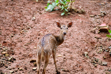 A young spotted deer, looking back with an inquisitive expression while standing on the earthy forest floor. Its coat is adorned with white spots, complementing the delicate antlers.
