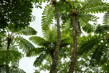 Obraz premium 奄美大島の森, ヒカゲヘゴの森、世界自然遺産の森, 自然, 