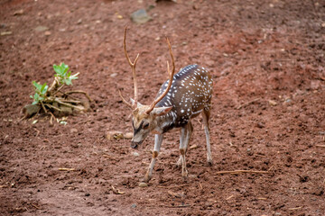 A male spotted deer (chital) walking gracefully across the ground, showcasing its antlers with the distinct white spots on its brown coat. The image captures the deer in profile as it moves.