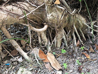 Detailed View of Mangrove Roots Amidst Soil and Dried Leaves in Nature
