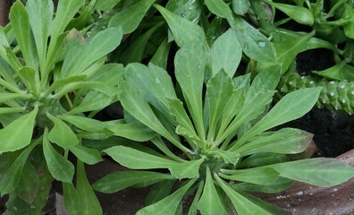 Lush Green Leaves in a Rustic Pot with Raindrops and Vibrant Colors