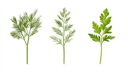 Naklejka premium Fresh Green Herbs Including Dill and Parsley on White Background