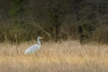 Great egret standing on a wet meadow in Bourges, France at a sunny day in spring. © ms_pics_and_more