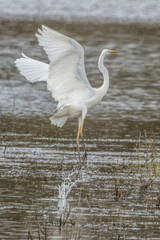 Great egret flying above a wet meadow at a sunny day in spring.
