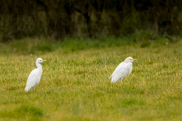 A swarm of cattle egrets standing on a wet meadow in Bourges, France at a sunny day in spring.