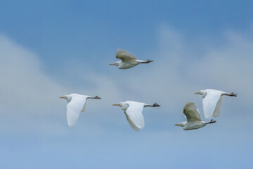 A swarm of cattle egrets flying above a wet meadow next to Bourges in France at a sunny day in spring.