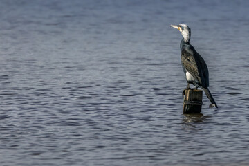 Great black cormorant in a little lake in Bourges, France at a sunny day in spring.