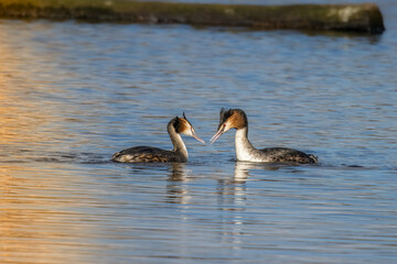 Great crested grebe in a little lake in Bourges, France at a sunny day sin spring.