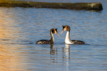 Great crested grebe in a little lake in Bourges, France at a sunny day sin spring.