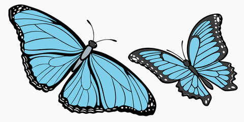 Vibrant Blue Morpho Butterflies – Elegant Butterfly Illustration with Iridescent Wings.