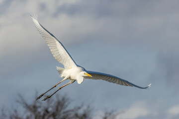Great egret flying above a wet meadow at a sunny day in spring.
