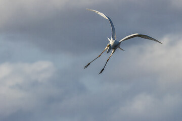 Great egret flying above a wet meadow at a sunny day in spring.