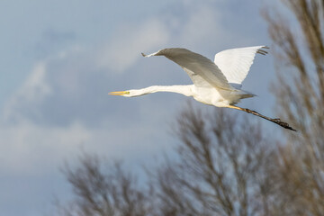 Great egret flying above a wet meadow at a sunny day in spring.