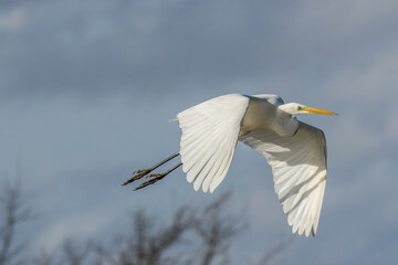 Great egret flying above a wet meadow at a sunny day in spring.