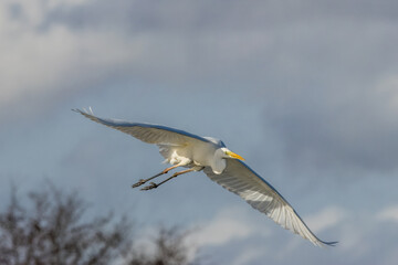 Great egret flying above a wet meadow at a sunny day in spring.