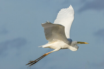 Great egret flying above a wet meadow at a sunny day in spring.