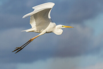 Great egret flying above a wet meadow at a sunny day in spring.