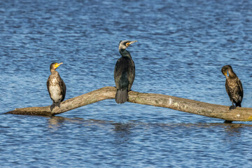 Great black cormorants in a little lake next to Bourges in France at a sunny day in spring.