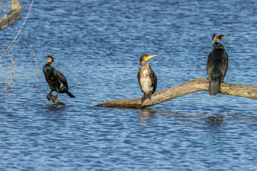 Great black cormorants in a little lake next to Bourges in France at a sunny day in spring.