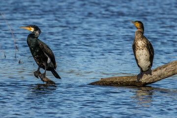 Great black cormorants in a little lake next to Bourges in France at a sunny day in spring.