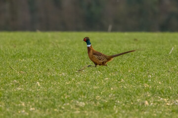 A pheasant running across a wet meadow next to Bourges in France at a cloudy day in spring.
