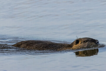 A nutria swimming in a lake in Bourges, France at a cloudy day in spring.