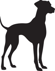 Sloughi Silhouette Vector Illustration White Background