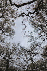 tree branches against blue sky. early spring. 