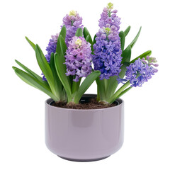 Fototapeta premium Hyacinth Flowers. Potted Spring Bloom.
