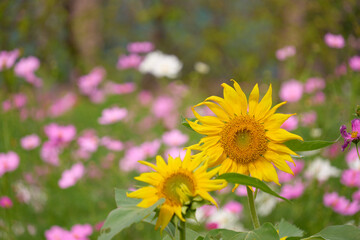 花畑の中に咲いたひまわりのペア