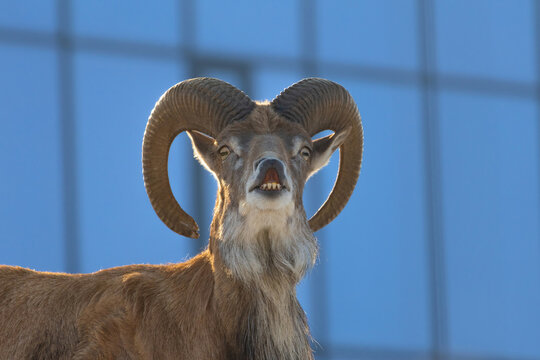 Transcaspian Urials male (ovis orientalis arkal)
