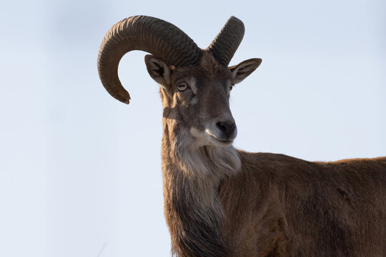 Transcaspian urial (Ovis orientalis arkal). Wild life animal.