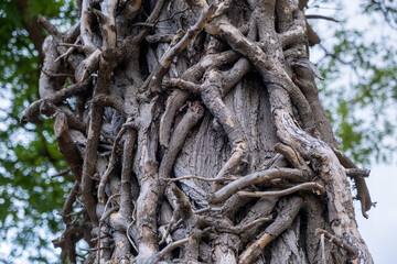 tree roots in the forest