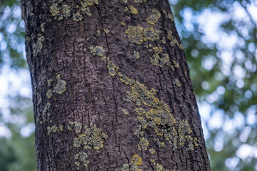 trunk of a birch moss